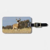 Herbstwhitetail-Dollar Gepäckanhänger (Vorderseite horizontal)