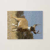 Herbstwhitetail-Dollar Puzzle (Horizontal)