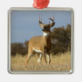 Herbstwhitetail-Dollar Silbernes Ornament (Vorne)