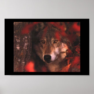 Herbstwolf Poster