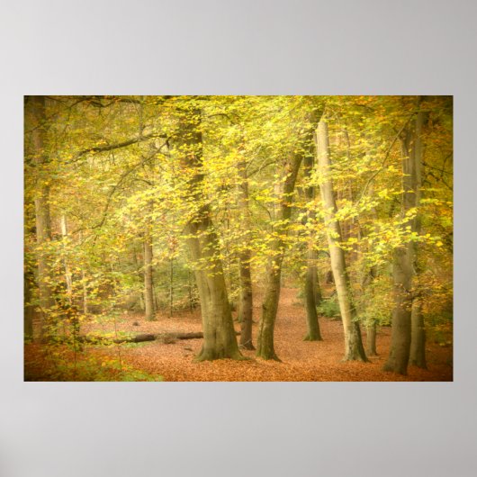 Herbstwoodland (4364) Poster (Vorne)