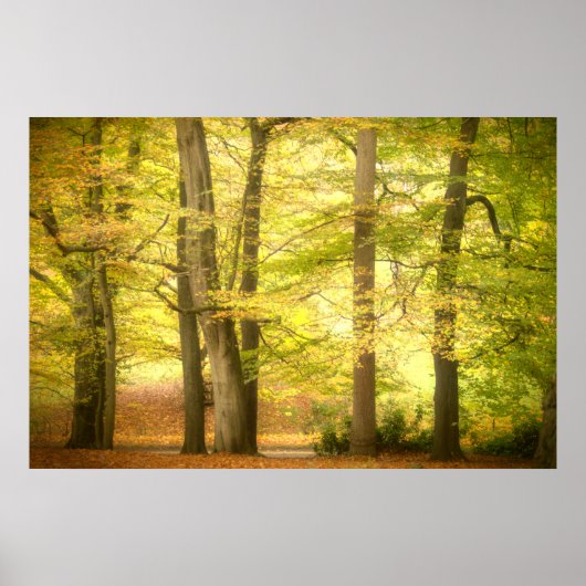 Herbstwoodland (4391) Poster (Vorne)