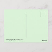 Herbstzug in Washington Postcard Postkarte (Rückseite)