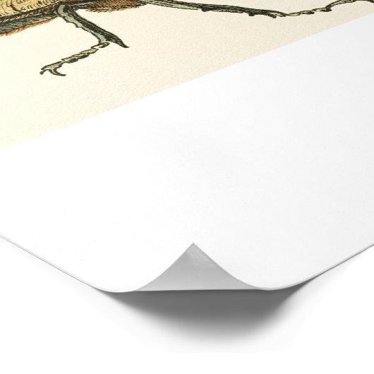 Hercules Beetle Poster (Ecke)