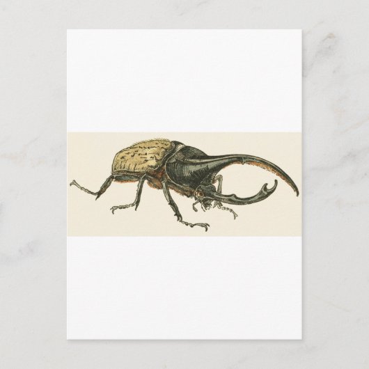 Hercules Beetle Postkarte (Vorderseite)