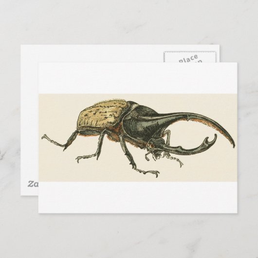 Hercules Beetle Postkarte (Vorne/Hinten)