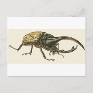 Hercules Beetle Postkarte