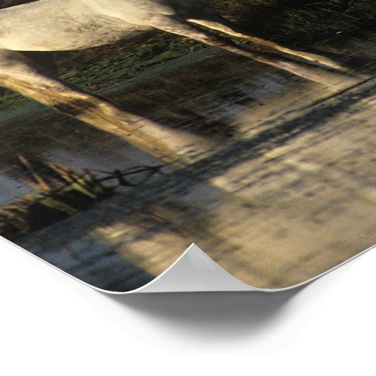 Herd Camargue Ponies Stehend im Wasser Poster (Ecke)