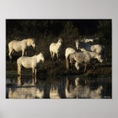 Herd Camargue Ponies Stehend im Wasser Poster (Vorne)