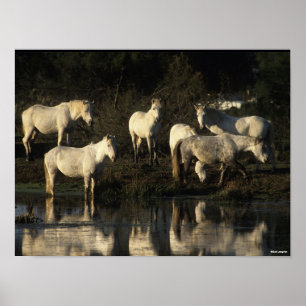 Herd Camargue Ponies Stehend im Wasser Poster