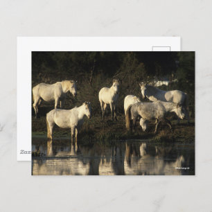 Herd Camargue Ponies Stehend im Wasser Postkarte