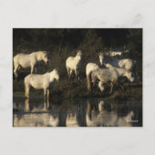 Herd Camargue Ponies Stehend im Wasser Postkarte (Vorderseite)
