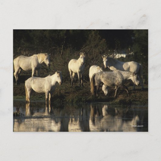 Herd Camargue Ponies Stehend im Wasser Postkarte (Vorderseite)