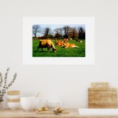 HERD JERSEY COWS POSTER (Küche)