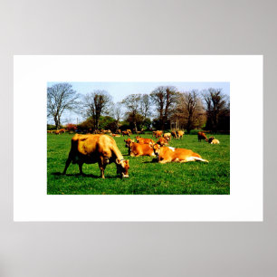 HERD JERSEY COWS POSTER