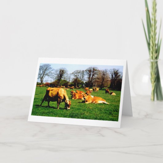 Herd of Jersey cows Karte (Vorderseite)