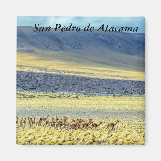 Herd of Vicunas Magnet (Vorne)