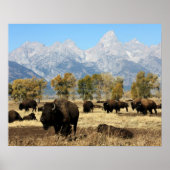 Herd von Buffalo Poster (Vorne)