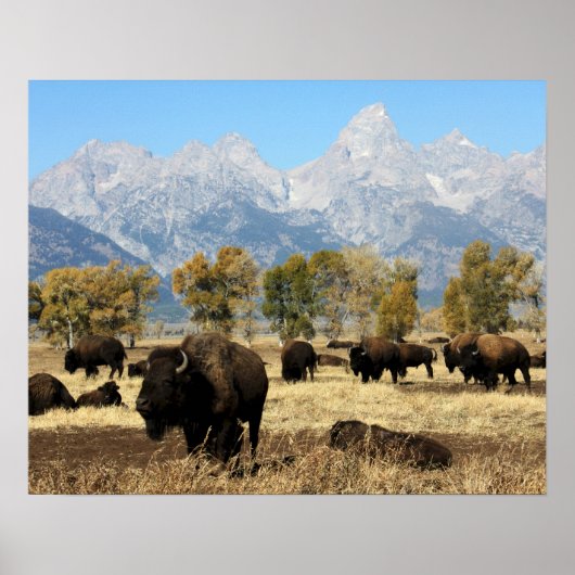 Herd von Buffalo Poster (Vorne)