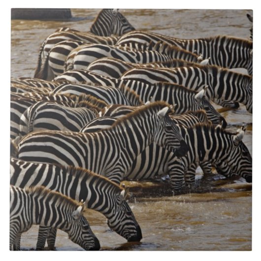 Herd von Burchell's Zebras trinken aus Mara Fliese (Vorderseite)