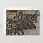 Herd von Burchell's Zebras trinken aus Mara Postkarte (Vorne/Hinten)