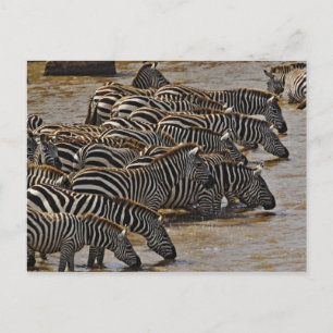 Herd von Burchell's Zebras trinken aus Mara Postkarte