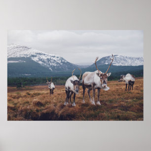 HERD VON ROHTIEREN UND SCHWARZEN TIEREN AUF DER BR POSTER