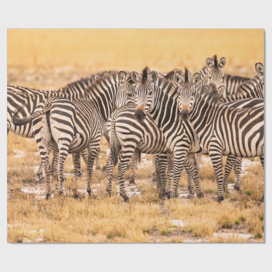 HERD VON ZEBRAS GESCHENKPAPIER (Flach)