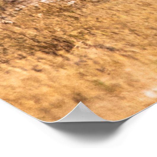 HERD VON ZEBRAS POSTER (Ecke)