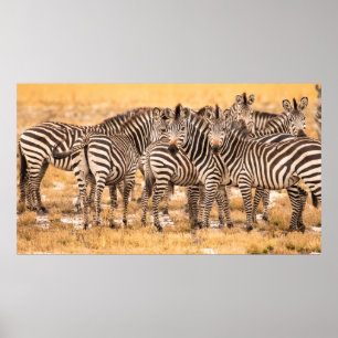 HERD VON ZEBRAS POSTER