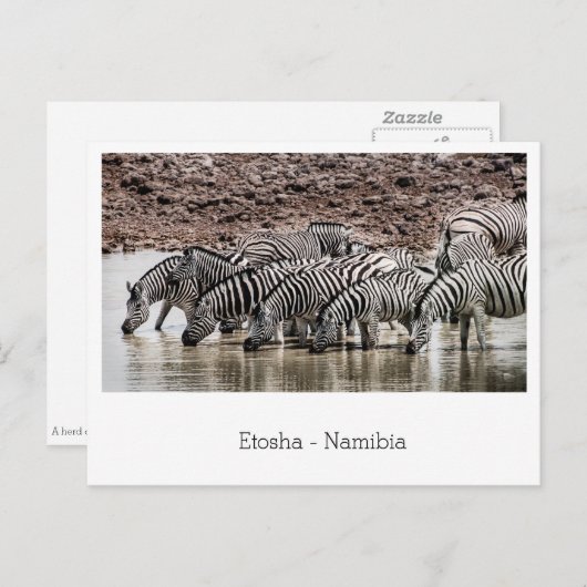 Herd Zebra von Waterhole in Etosha, Namibia Postkarte (Vorne/Hinten)