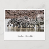 Herd Zebra von Waterhole in Etosha, Namibia Postkarte (Vorderseite)
