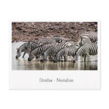 Herd Zebra von Waterhole in Etosha, Namibia