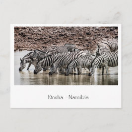 Herd Zebra von Waterhole in Etosha, Namibia Postkarte