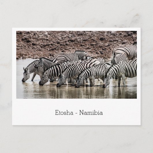 Herd Zebra von Waterhole in Etosha, Namibia Postkarte (Vorderseite)
