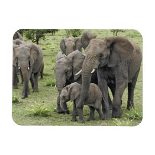 Herde afrikanischer Elefanten Magnet