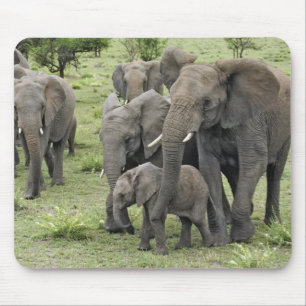 Herde afrikanischer Elefanten Mousepad