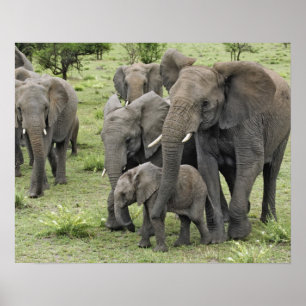 Herde afrikanischer Elefanten Poster