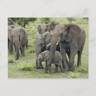 Herde afrikanischer Elefanten Postkarte