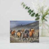 Herde aus schwarzen und braunen Pferden Postkarte (Stehend Vorderseite)