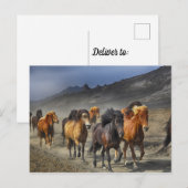Herde aus schwarzen und braunen Pferden Postkarte (Vorne/Hinten)