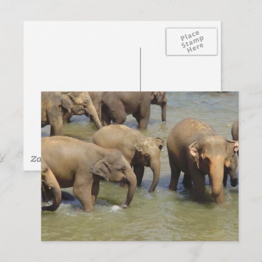 Herde der Elefanten Postkarte (Vorne/Hinten)