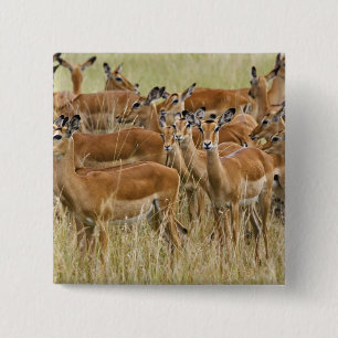Herde der Frau Impala, Masai Mara, Kenia. Button
