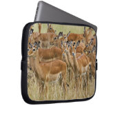 Herde der Frau Impala, Masai Mara, Kenia. Laptopschutzhülle (Vorne Rechts)