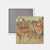 Herde der Frau Impala, Masai Mara, Kenia. Magnet (Vorderseite/Rückseite)