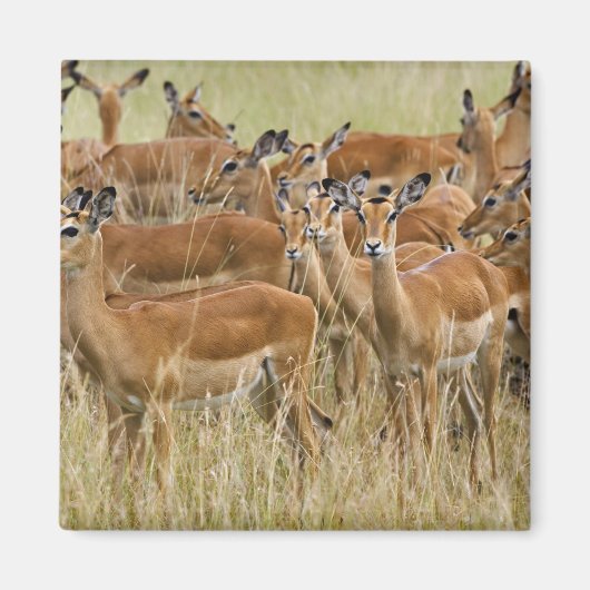 Herde der Frau Impala, Masai Mara, Kenia. Magnet (Vorne)