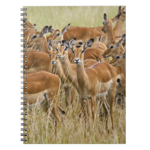 Herde der Frau Impala, Masai Mara, Kenia. Notizblock