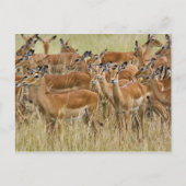 Herde der Frau Impala, Masai Mara, Kenia. Postkarte (Vorderseite)
