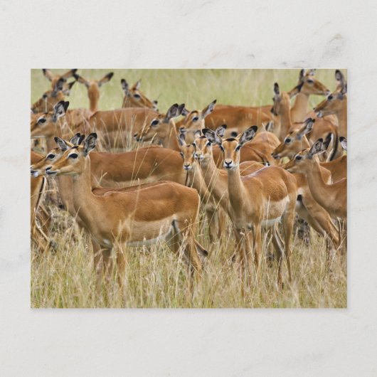 Herde der Frau Impala, Masai Mara, Kenia. Postkarte (Vorderseite)