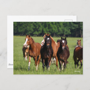 Herde der im Feld Stehenden walisischen Ponys Postkarte